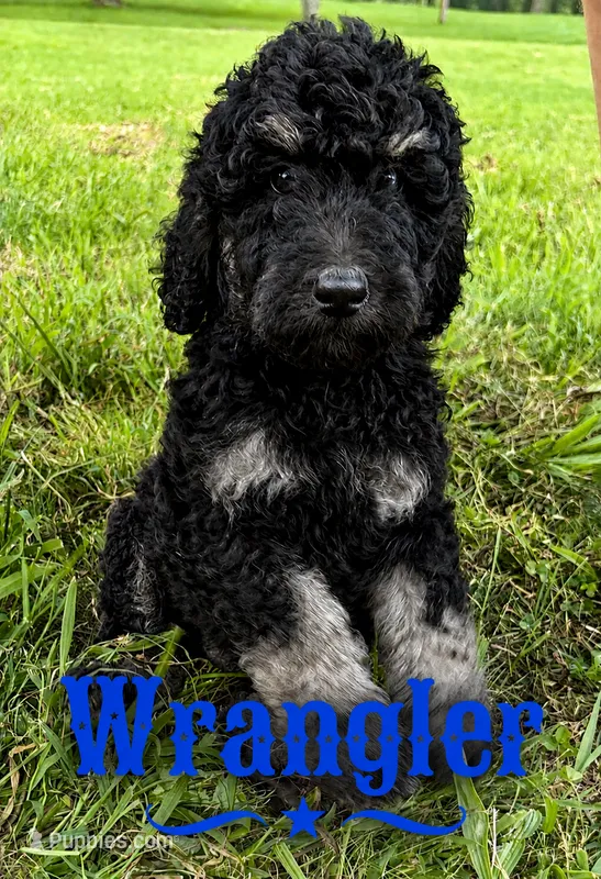 Wrangler – Poodle - Standard  puppy for sale in Lore City, OH