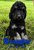 Wrangler, a male Poodle - Standard  for sale in Lore City, OH – 1 of 9