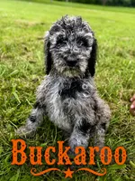 Buckaroo, a female Poodle - Standard  for sale in Lore City, OH – 3 of 10