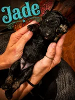 Jade, a female Poodle - Standard  for sale in Lore City, OH – 3 of 8