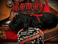 Rowdy, a male Poodle - Standard  for sale in Lore City, OH – 5 of 9