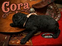 Cora, a female Poodle - Standard  for sale in Lore City, OH – 6 of 8