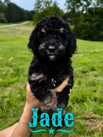 Jade, a female Poodle - Standard  for sale in Lore City, OH – 1 of 8