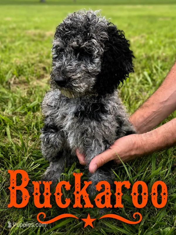 Buckaroo – Poodle - Standard  puppy for sale in Lore City, OH