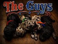 Wrangler, a male Poodle - Standard  for sale in Lore City, OH – 7 of 9