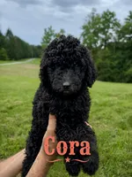 Cora, a female Poodle - Standard  for sale in Lore City, OH – 3 of 8