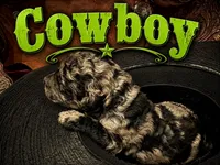 Cowboy, a male Poodle - Standard  for sale in Lore City, OH – 8 of 8