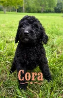 Cora, a female Poodle - Standard  for sale in Lore City, OH – 5 of 8