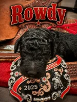 Rowdy, a male Poodle - Standard  for sale in Lore City, OH – 7 of 9