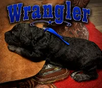 Wrangler, a male Poodle - Standard  for sale in Lore City, OH – 3 of 9
