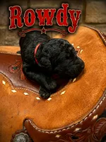 Rowdy, a male Poodle - Standard  for sale in Lore City, OH – 3 of 9