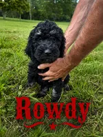 Rowdy, a male Poodle - Standard  for sale in Lore City, OH – 2 of 9