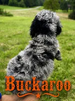 Buckaroo, a female Poodle - Standard  for sale in Lore City, OH – 6 of 10