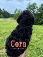 Cora, a female Poodle - Standard  for sale in Lore City, OH – 2 of 8