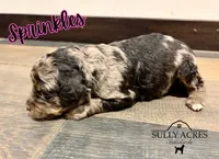 Sprinkles, a female Poodle - Standard  for sale in Lore City, OH – Photo 5 of 8