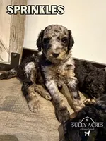 Sprinkles, a female Poodle - Standard  for sale in Lore City, OH – Photo 2 of 8