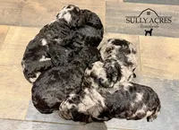 Sprinkles, a female Poodle - Standard  for sale in Lore City, OH – Photo 8 of 8