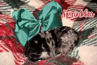 Sprinkles, a female Poodle - Standard  for sale in Lore City, OH – Photo 7 of 8