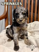 Sprinkles, a female Poodle - Standard  for sale in Lore City, OH – Photo 1 of 8