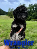 Wrangler, a male Poodle - Standard  for sale in Lore City, OH – 6 of 9