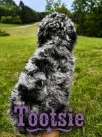 Tootsie, a female Poodle - Standard  for sale in Lore City, OH – 9 of 9