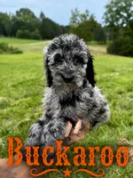 Buckaroo, a female Poodle - Standard  for sale in Lore City, OH – 7 of 10