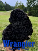 Wrangler, a male Poodle - Standard  for sale in Lore City, OH – 2 of 9