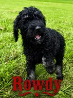 Rowdy, a male Poodle - Standard  for sale in Lore City, OH – 6 of 9