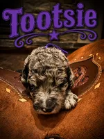 Tootsie, a female Poodle - Standard  for sale in Lore City, OH – 6 of 9