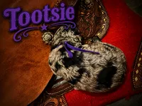 Tootsie, a female Poodle - Standard  for sale in Lore City, OH – 7 of 9