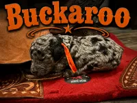 Buckaroo, a female Poodle - Standard  for sale in Lore City, OH – 9 of 10