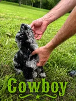 Cowboy, a male Poodle - Standard  for sale in Lore City, OH – 4 of 8