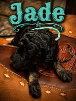 Jade, a female Poodle - Standard  for sale in Lore City, OH – 6 of 8