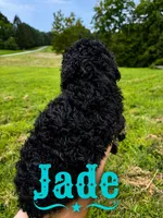 Jade, a female Poodle - Standard  for sale in Lore City, OH – 5 of 8