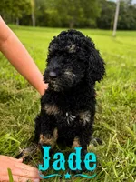 Jade, a female Poodle - Standard  for sale in Lore City, OH – 7 of 8