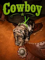 Cowboy, a male Poodle - Standard  for sale in Lore City, OH – 2 of 8