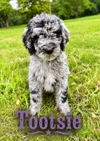 Tootsie, a female Poodle - Standard  for sale in Lore City, OH – 2 of 9