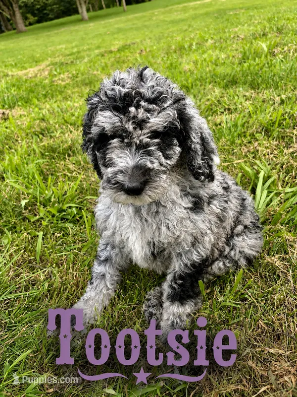 Tootsie – Poodle - Standard  puppy for sale in Lore City, OH
