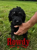 Rowdy, a male Poodle - Standard  for sale in Lore City, OH – 1 of 9