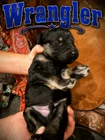 Wrangler, a male Poodle - Standard  for sale in Lore City, OH – 5 of 9