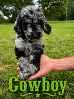 Cowboy, a male Poodle - Standard  for sale in Lore City, OH – 5 of 8