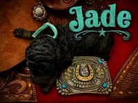 Jade, a female Poodle - Standard  for sale in Lore City, OH – 2 of 8
