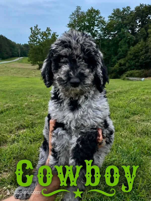 Cowboy – Poodle - Standard  puppy for sale in Lore City, OH