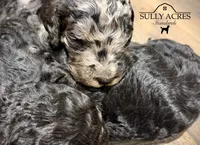 processed/a45674b5-7d1e-4ace-b89e-60445b88789c/listing/e510db22-2202-4ed2-b089-d741a631d244/c1d9e1c7-520f-45a7-b859-a4424463d8e3