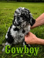 Cowboy, a male Poodle - Standard  for sale in Lore City, OH – 3 of 8