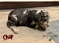 Chip, a male Poodle - Standard  for sale in Lore City, OH – Photo 6 of 8