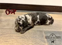 Chip, a male Poodle - Standard  for sale in Lore City, OH – Photo 7 of 8