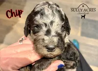 Chip, a male Poodle - Standard  for sale in Lore City, OH – Photo 5 of 8