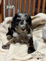 Chip, a male Poodle - Standard  for sale in Lore City, OH – Photo 2 of 8