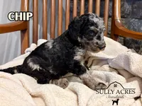 Chip, a male Poodle - Standard  for sale in Lore City, OH – Photo 4 of 8